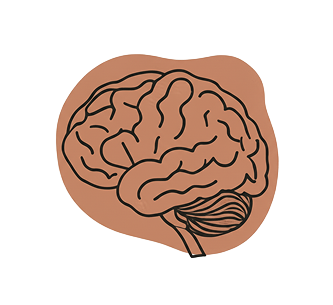 Brain illustration